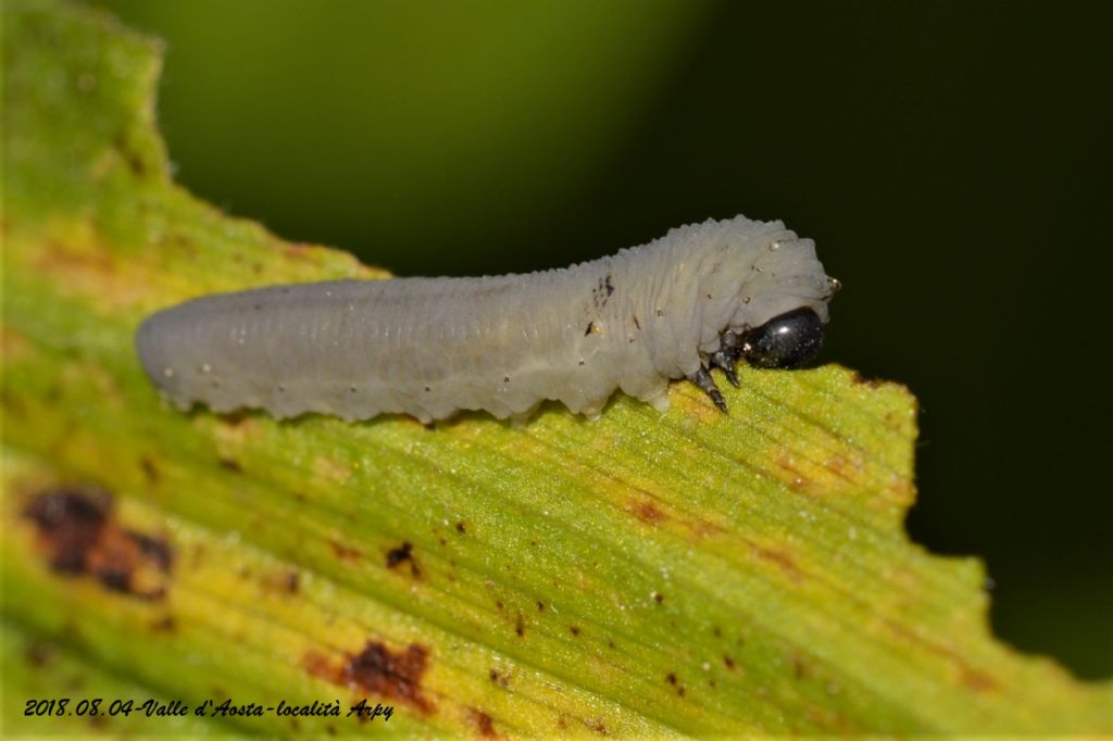 Larva di Phymatocera aterrima-Tenthredinidae?